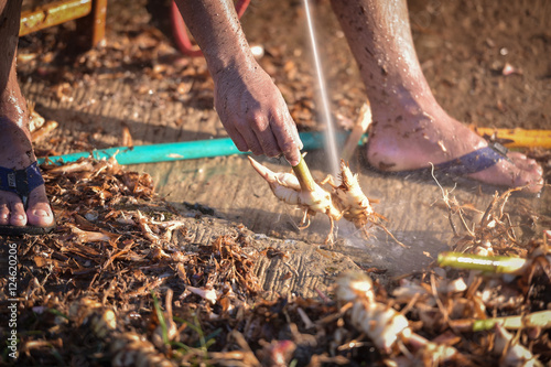 Galangal clean food, farmers with high-pressure cleaning.