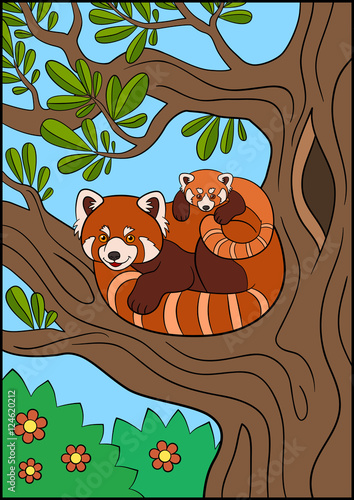 Fototapeta Naklejka Na Ścianę i Meble -  Cartoon wild animals. Mother red panda with her cute baby.