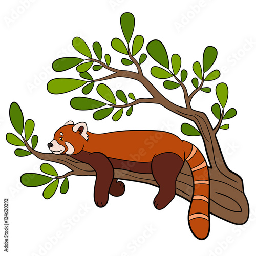 Fototapeta Naklejka Na Ścianę i Meble -  Cartoon wild animals. Little cute red panda smiles.