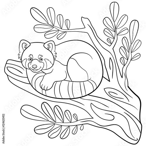 Fototapeta Naklejka Na Ścianę i Meble -  Coloring pages. Little cute red panda on the tree branch.