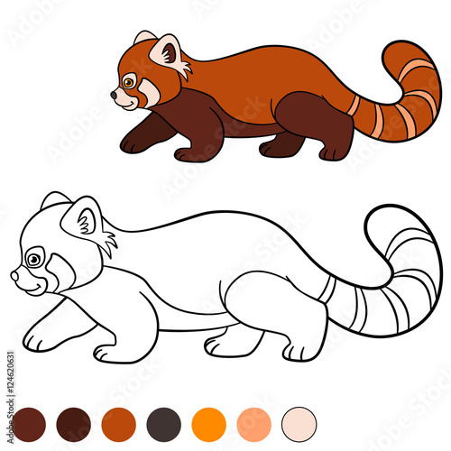 Fototapeta Naklejka Na Ścianę i Meble -  Coloring page: red panda. Little cute red panda walks.