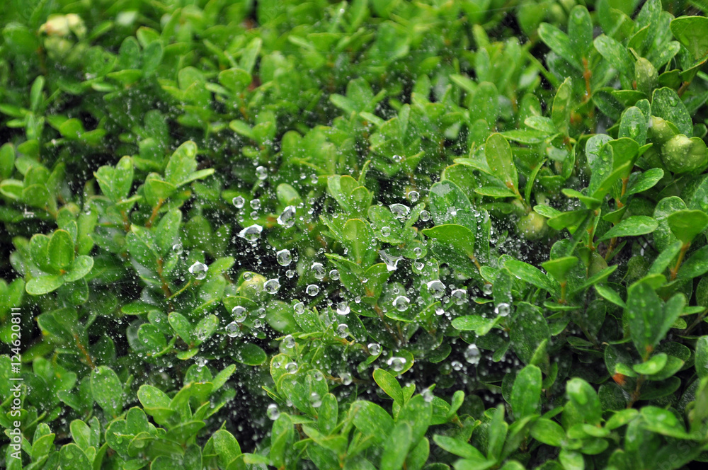 ROCIO PLANTA AGUA VERDE PRIMAVERA BOSQUE JARDIN ROCIO PLANTA AGUA VERDE PRIMAVERA BOSQUE JARDIN