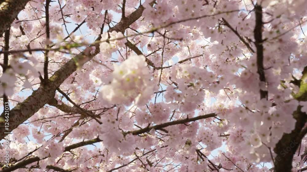 A moving shot looking up at white blossoms in a tree in the sunlight. Focus is on the farther blossoms. The shot ends on the trunk of the tree. 4k. Slow motion. A moving shot looking up at white blossoms in a tree in the sunlight. Focus is on the farther blossoms. The shot ends on the trunk of the tree. 4k. Slow motion.