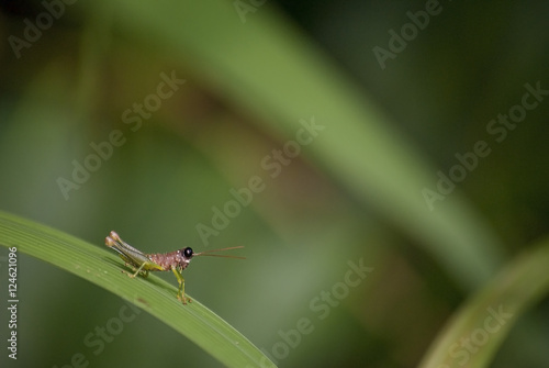 Grasshopper macro with big black eye's on blade of grass 