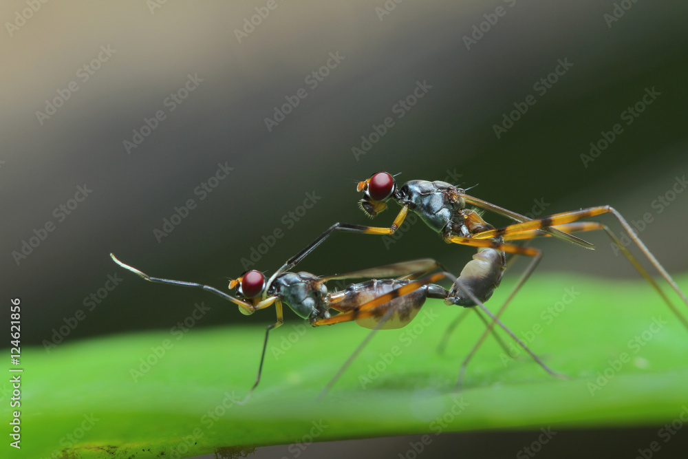 Cactus Fly in Thailand. Cactus Fly in Thailand.