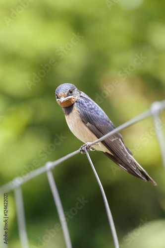 Rauchschwalbe - Hirundo rustica auf einem Zaun sitzend