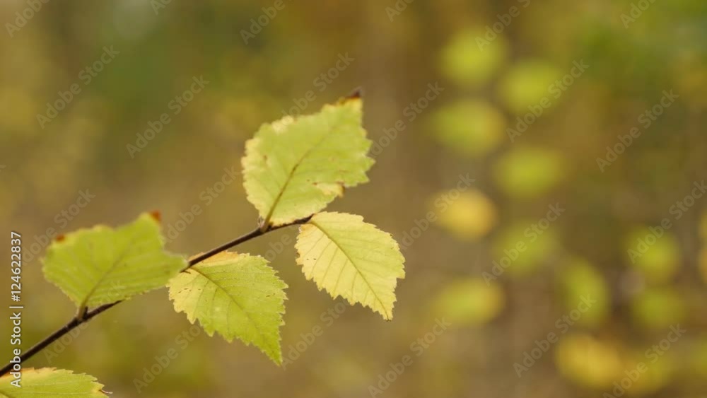 Autumn yellow and golden forest vegetation shallow DOF 4K 2160p 30fps UltraHD footage - Beautiful orange colors of early fall in nature 3840X2160 UHD video Autumn yellow and golden forest vegetation shallow DOF 4K 2160p 30fps UltraHD footage - Beautiful orange colors of early fall in nature 3840X2160 UHD video