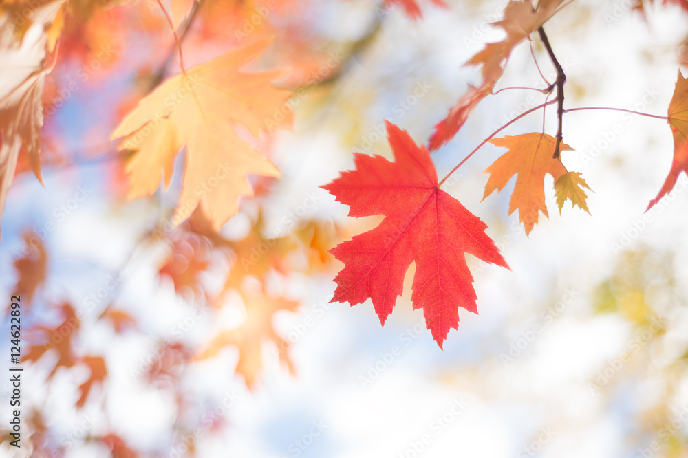 Autumn Background With Silver Maple Orange and Red Leaves on Sky Autumn Background With Silver Maple Orange and Red Leaves on Sky