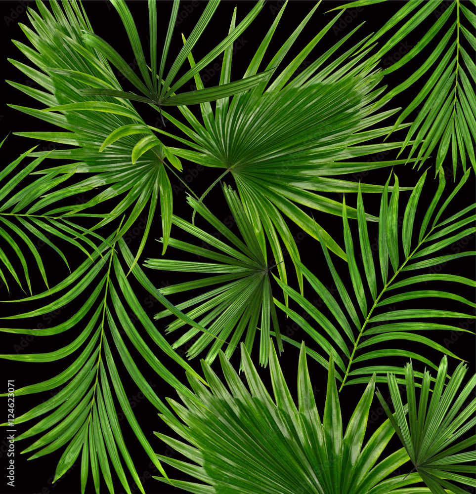Green leaves of palm tree on white background Green leaves of palm tree on white background