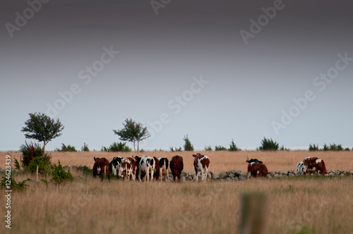 Cows in   land