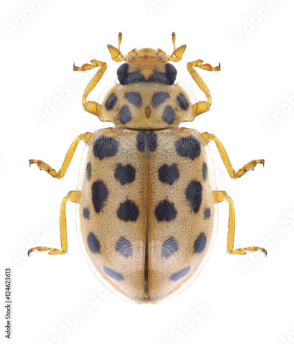 Beetle Anisosticta novemdecimpunctata on a white background © als
