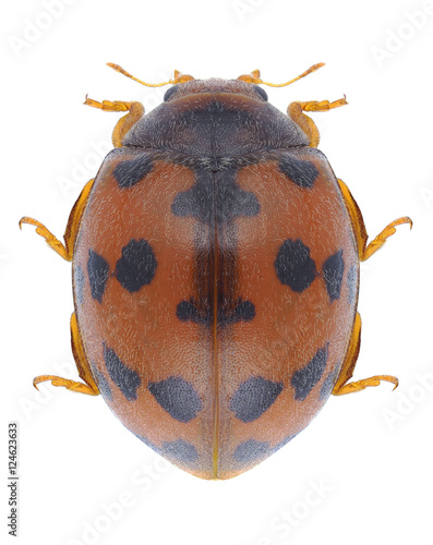 Beetle Subcoccinella vigintiquatuorpunctata on a white background © als