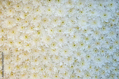 white daisy as background or texture outdoor