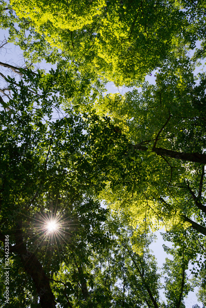 Obraz premium Forrest in upstate NYC