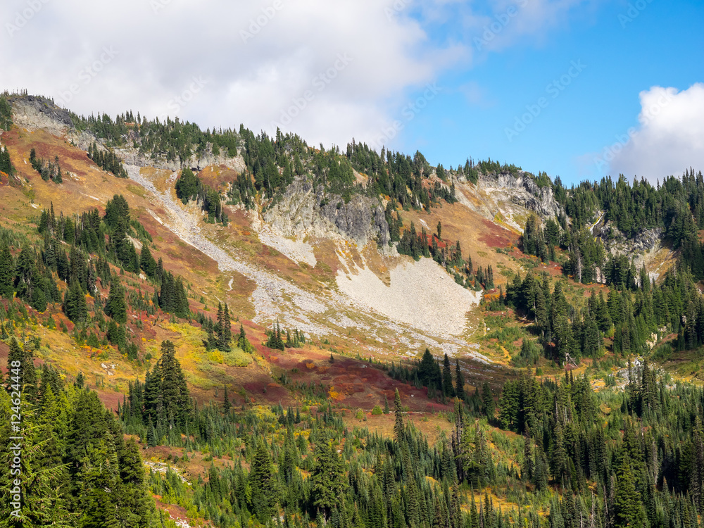 Obraz premium Mt. Rainier National Park Landscape