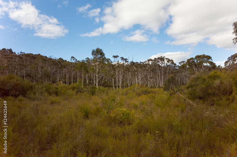 Eucalyptus forest in the Australian bush