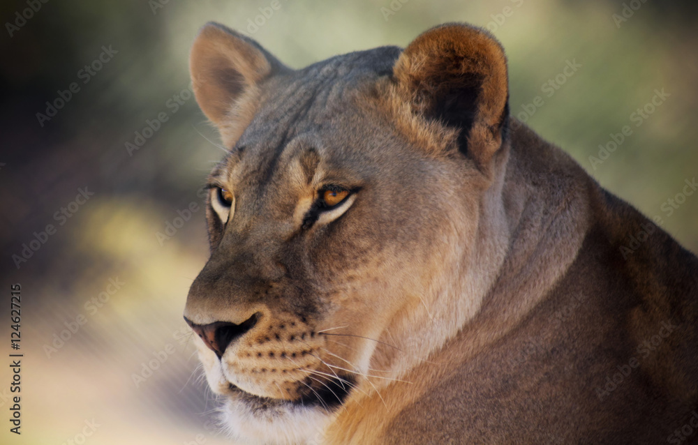 Fototapeta premium A Portrait of an African Lion Female