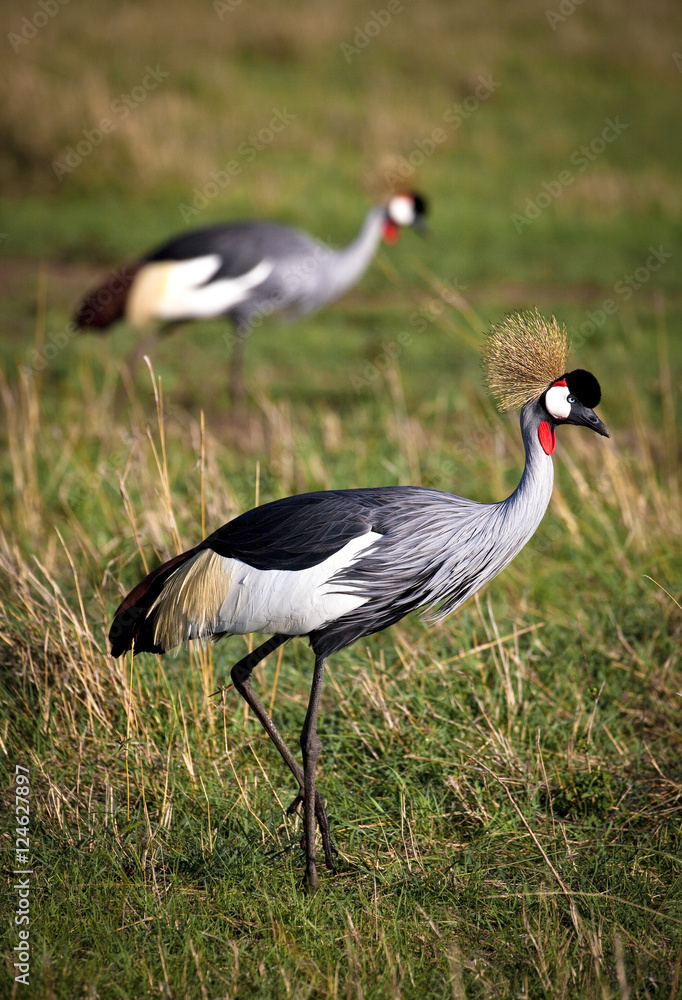 Pair of colorful crowned cranes searching for insects in Kenya's Masai Mara
