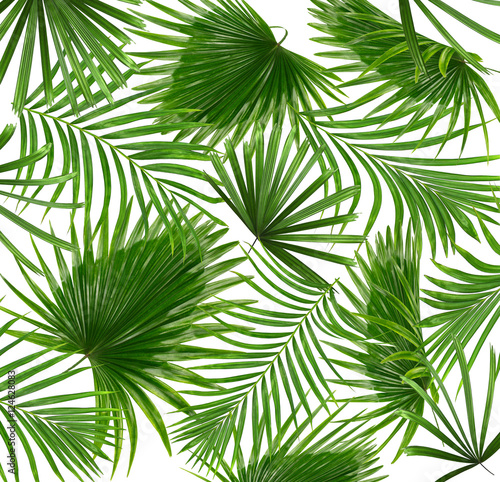 Green leaves of palm tree on white background