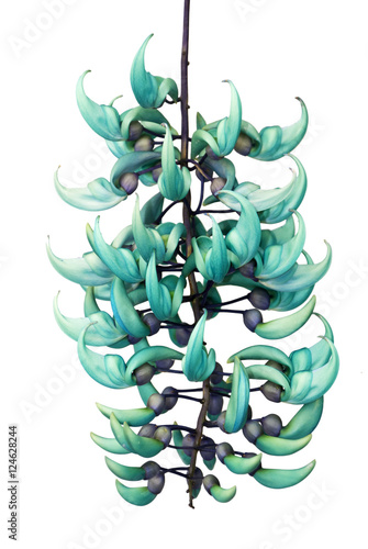 The flower called the dragon claw in Guatemala. Strongylodon Macrobotrys.