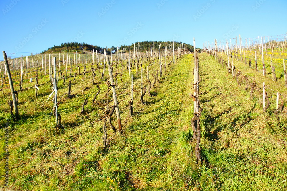 mit Gras und Löwenzahn bewachsener noch kahler Weinberg im Frühling in Enkirch an der Mosel
