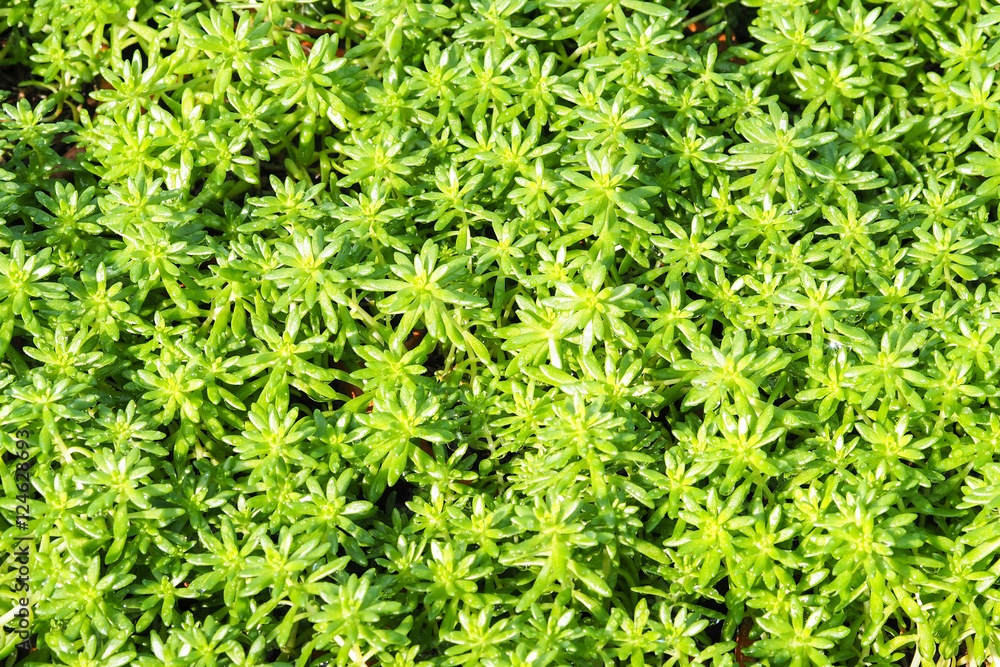 The small green grass For decorations. The surface of the grass. The small green grass For decorations. The surface of the grass.