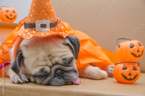 Cute pug dog with costume of happy halloween day sleep rest on s Stock  Photo | Adobe Stock