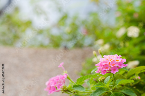 Baan Phakakrong  Flowers a shrub or bush semi-trailer. small flowers shaped spittoon. photo