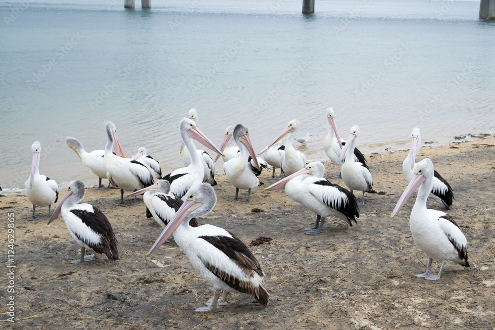 Pelican feeding in San Remo