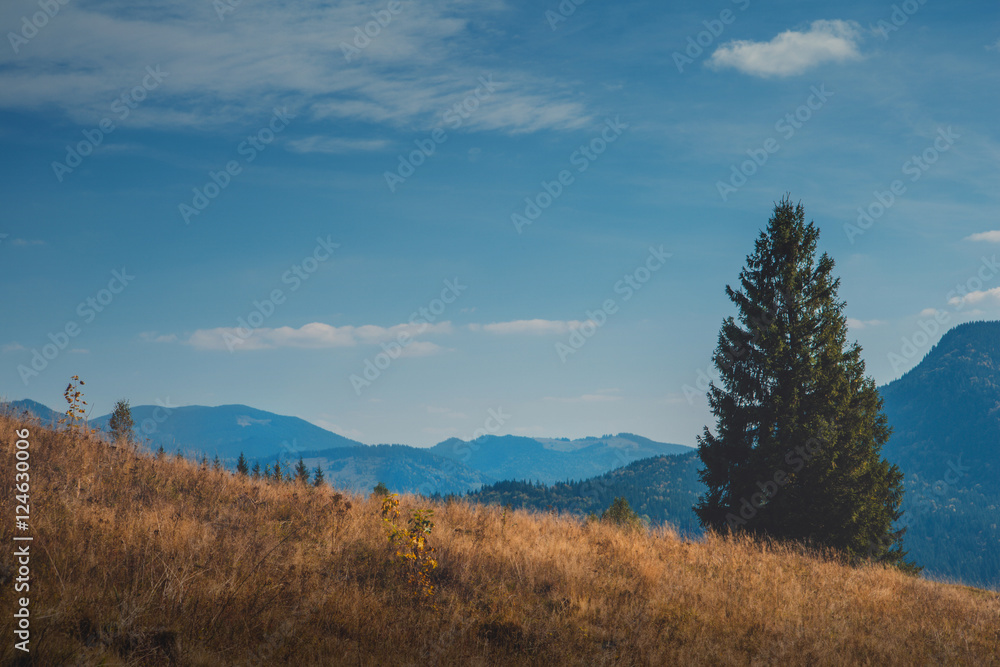 Autumn in the Carpathian mountains. Big fir on mountains and sky background