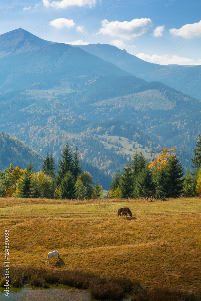 Autumn in the Carpathian mountains. Horses. Red mare with red foal and white stallion on the lake shore