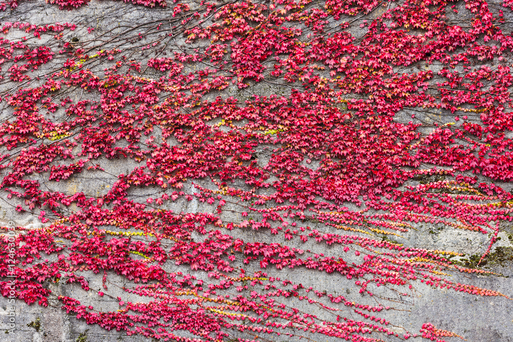 Muro infestato da rampicanti rossi.