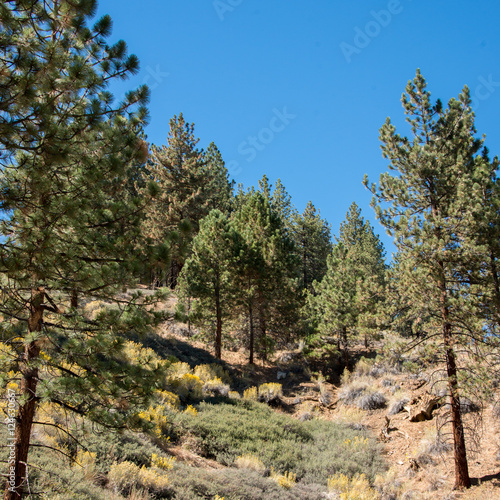 Views from Mount Pinos, California