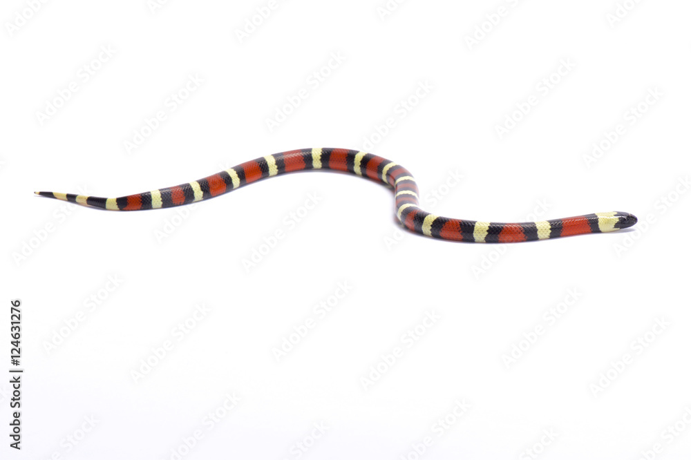 Sinaloan milk snake, Lampropeltis triangulum sinaloae, Mexico Stock