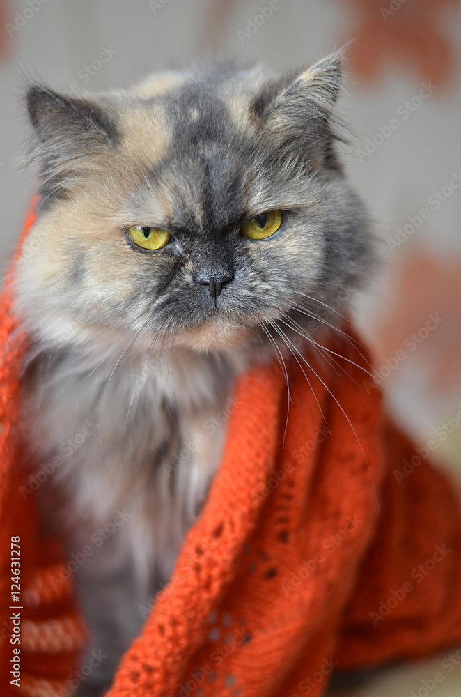 Сердитая персидская кошка в шарфе.