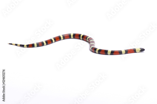 Sinaloan milk snake, Lampropeltis triangulum sinaloae, Mexico