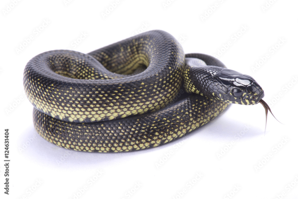 Fototapeta premium Mexican black kingsnake ,Lampropeltis getula nigrita,