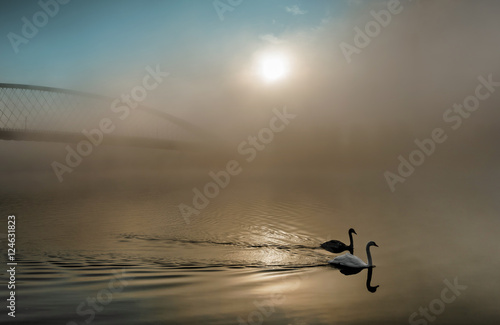 swans in the fog