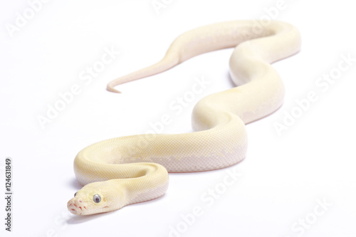 Burmese python,Python bivittatus,