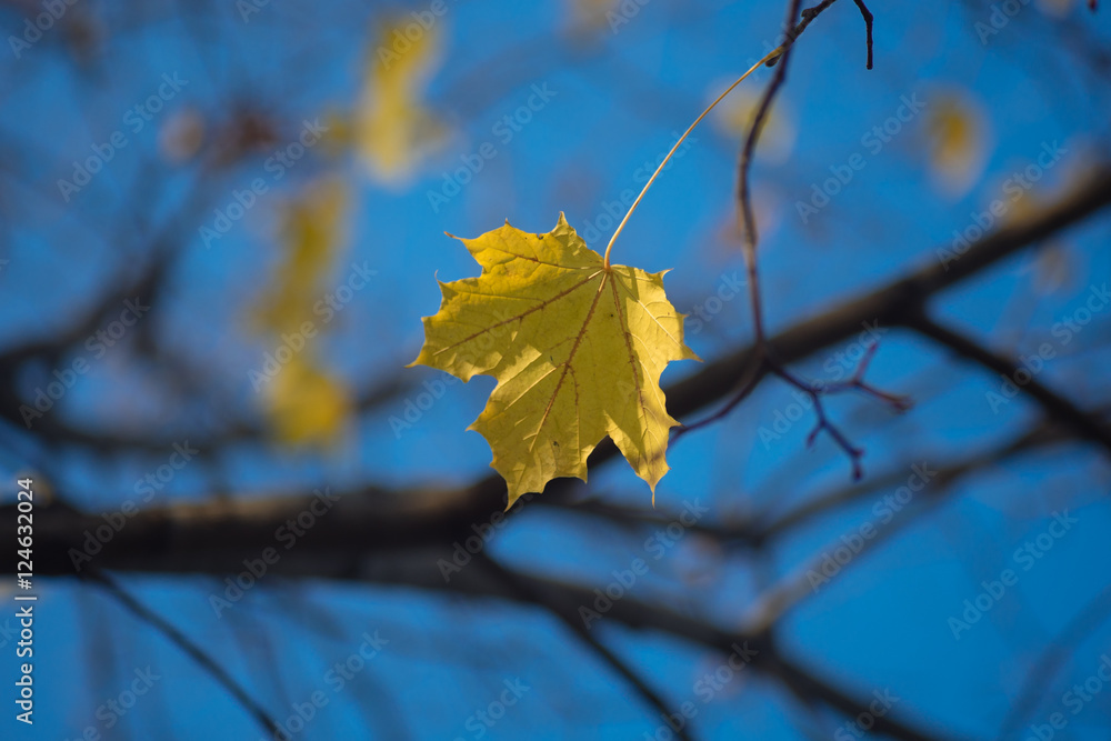 Obraz premium Желтые листья на ветках клена на фоне голубого неба в яркий солнечный день в октябре