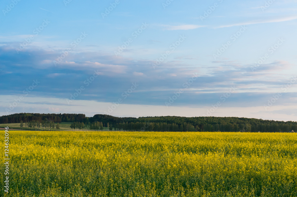 Spring countryside landscape with blooming rape