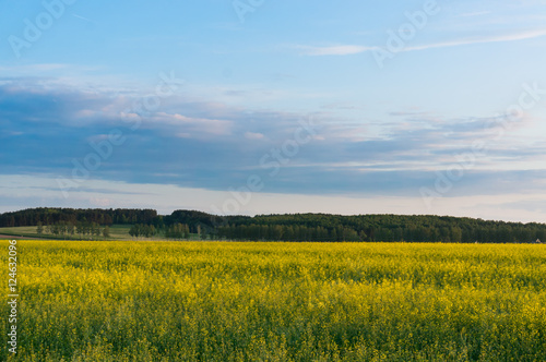 Spring countryside landscape with blooming rape