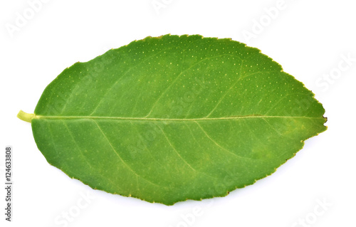 Lime leaves