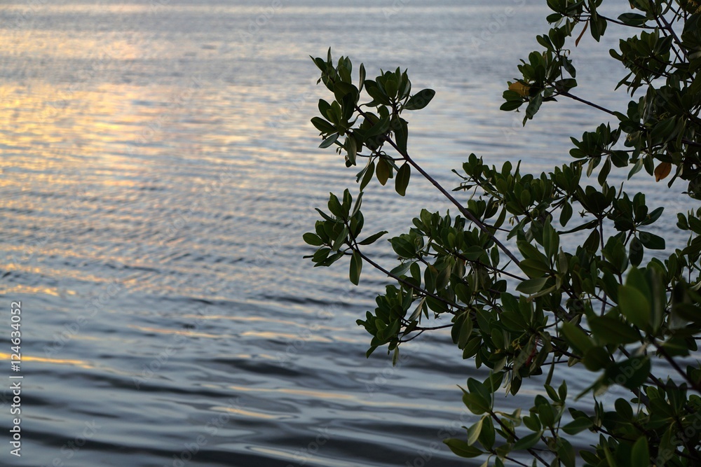 Naklejka premium serene