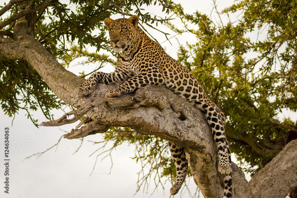 Naklejka premium Magnificent female leopard lying on branch in tree in Kenya's Masai Mara National Park