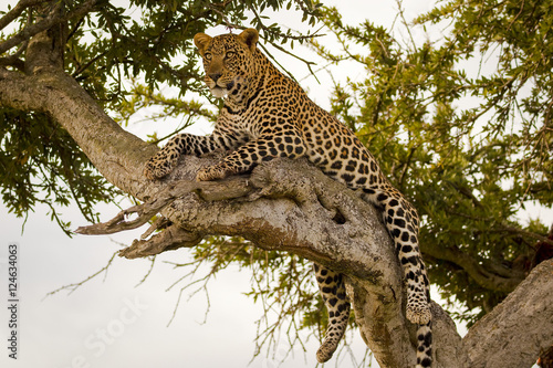 Magnificent female leopard lying on branch in tree in Kenya's Masai Mara National Park