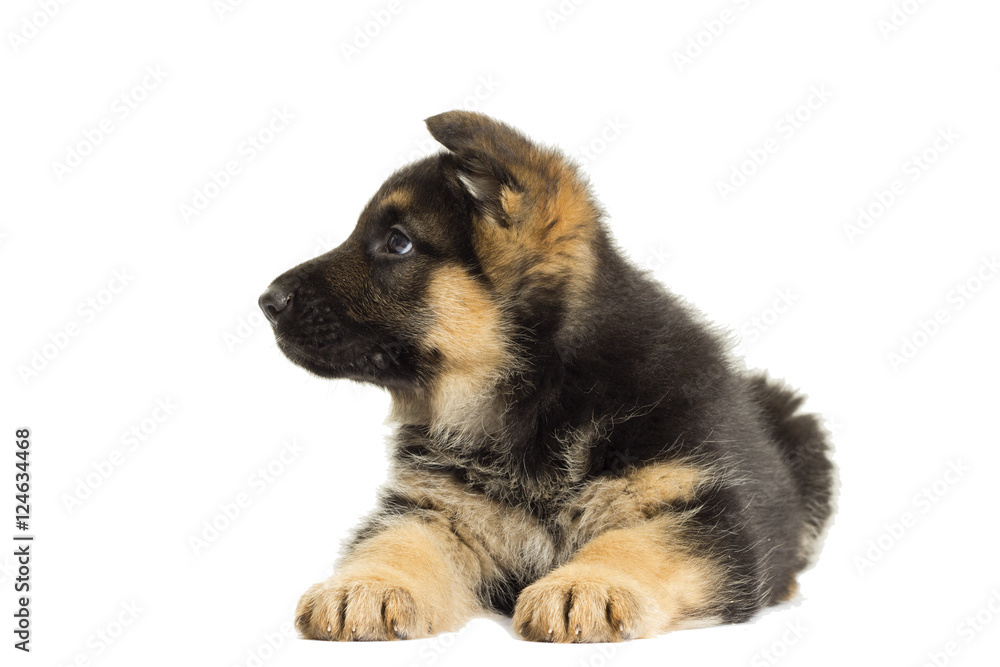 Puppy looking Puppy looking