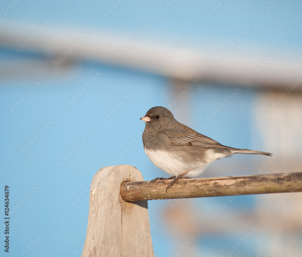Fototapeta premium Dark-eyed Junco against a bright blue barn on a sunny winter day
