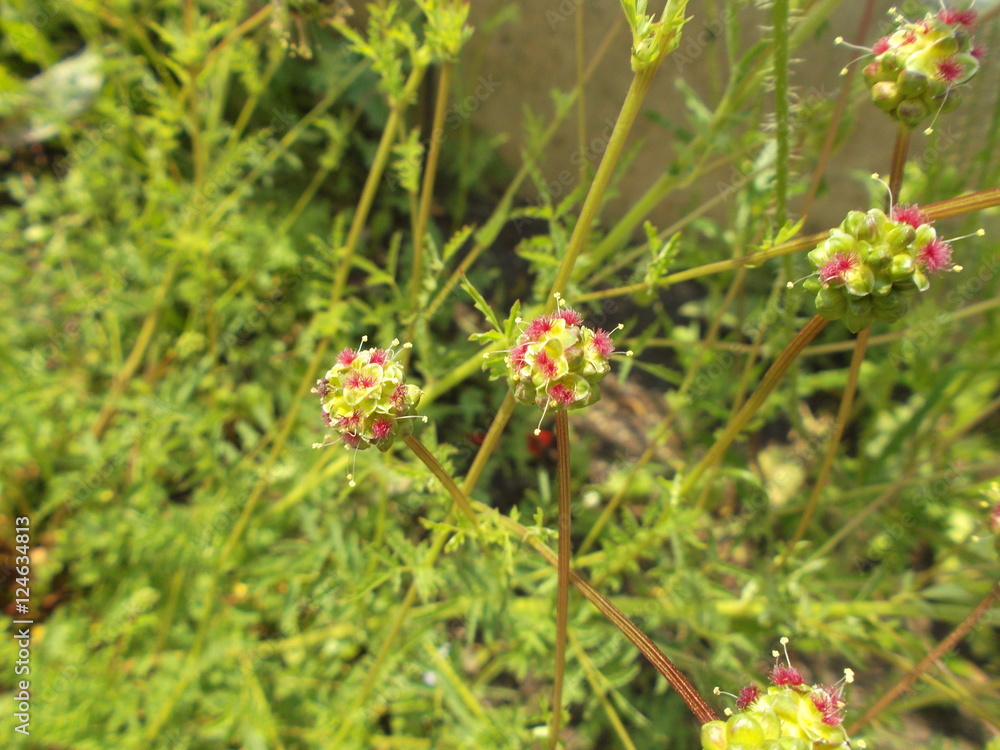 Pimpinellenblüten Pimpinellenblüten