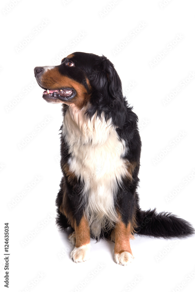 Berner Sennenhund dog portrait sitting Berner Sennenhund dog portrait sitting